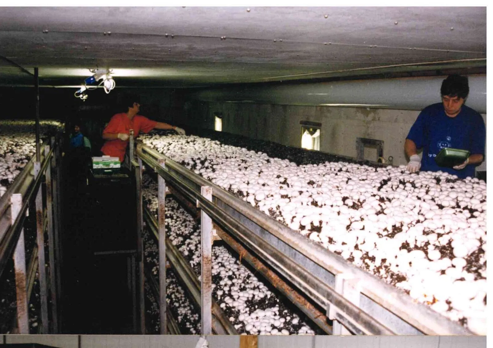 Champost A/S — anlæg og produktion